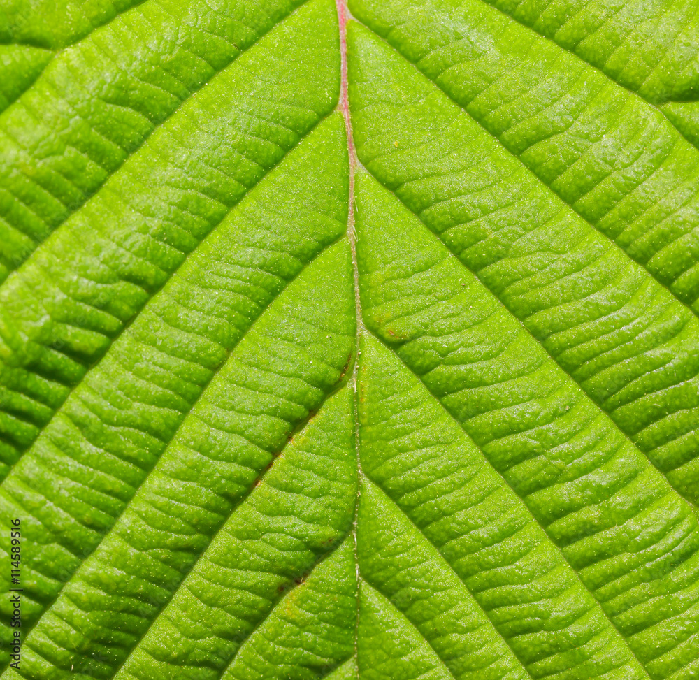 Detail of green leaf  texture close up background.