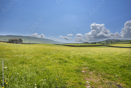 Wildflowers in a Meadow