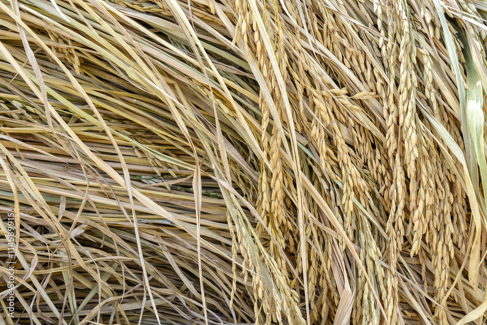 Harvested rice field Harvested rice field