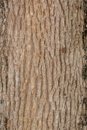 Tree bark texture natural background.