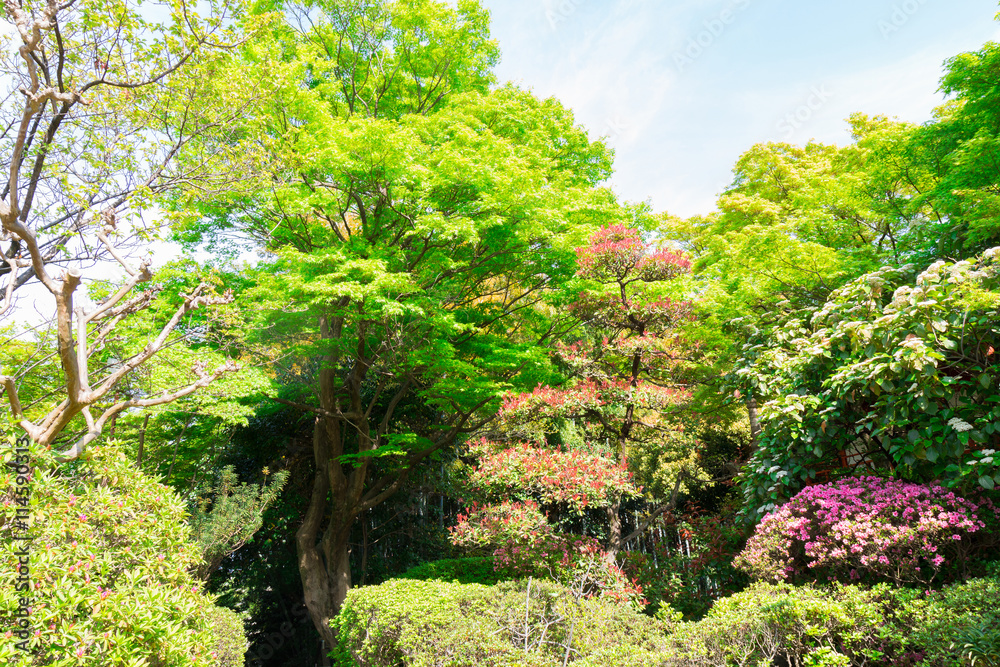 green maple tree in forest natural background.