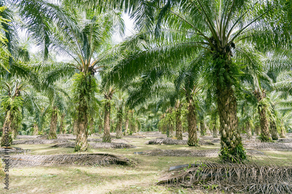 Obraz premium Palm tree