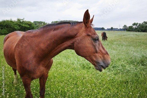 Pferde auf der Weide © RuZi