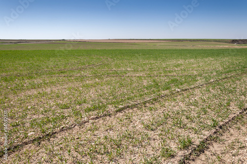 Barley fields in a system of dryland agriculture. Photo take in Toledo Province, Spain