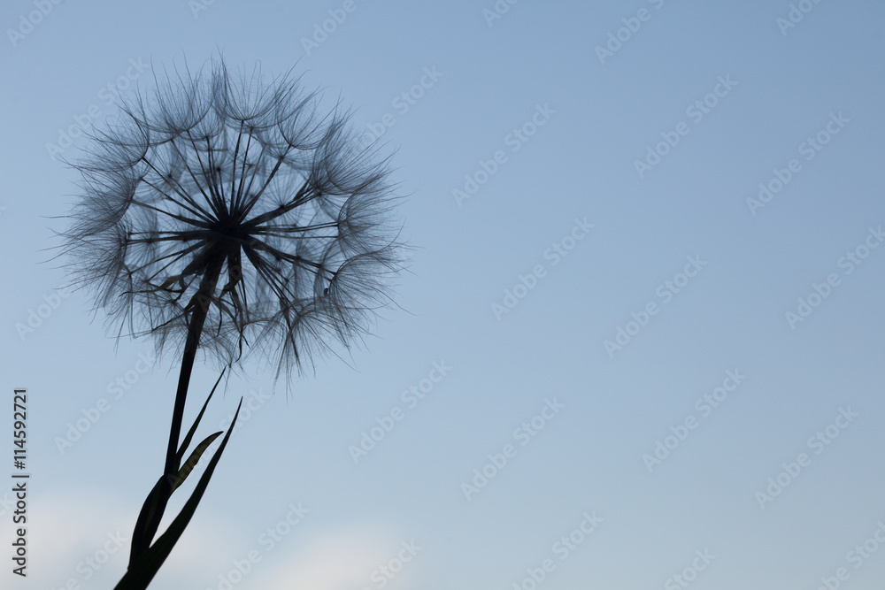 Fototapeta premium Dandelion silhouette fluffy flower on blue sunset sky