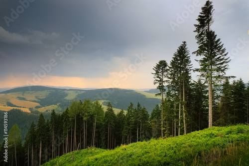 Tatra mountains landscape pine forest