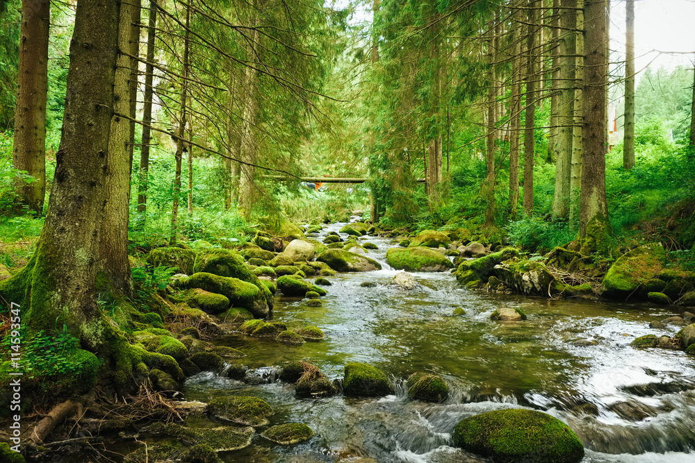 Obraz premium W lesie płynie strumień