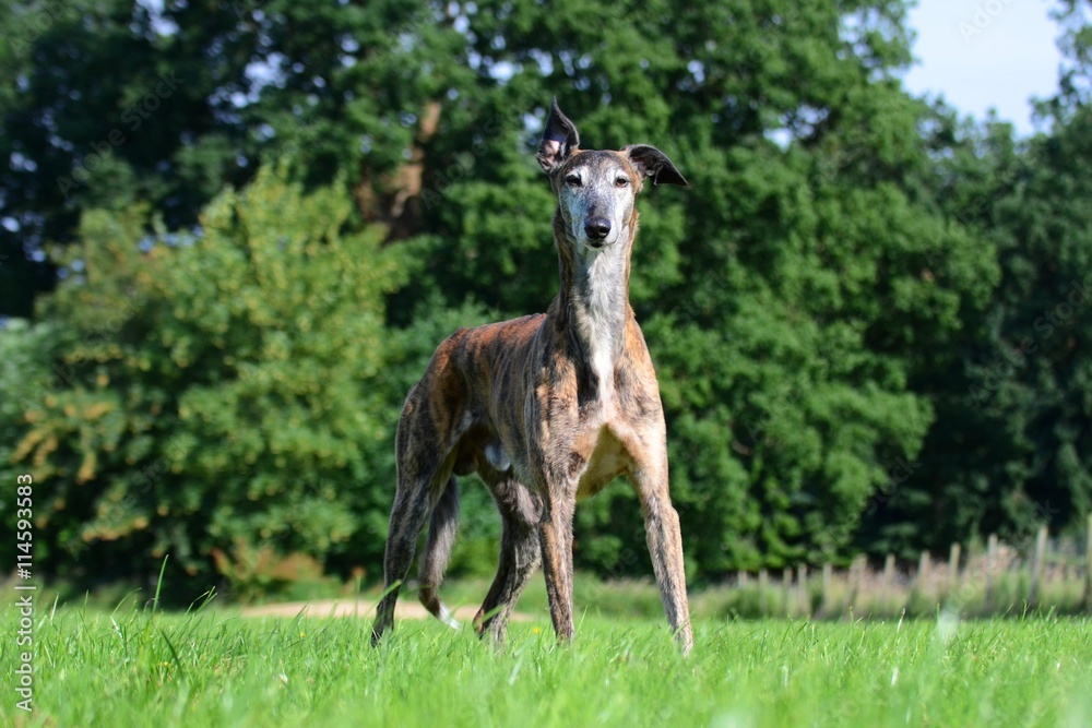 Galgo Espanol steht in Alarmbereitschaft auf einer Wiese