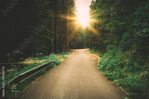 Sunny forest road