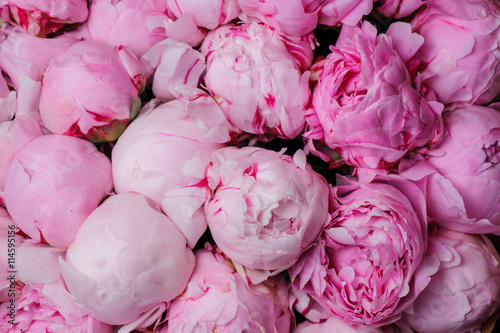 Fototapeta Naklejka Na Ścianę i Meble -  fresh pink peony flower texture background