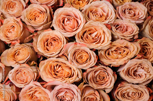 Background image of fresh beige orange roses . flower texture