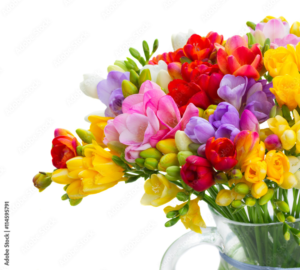 Fresh freesia flowers