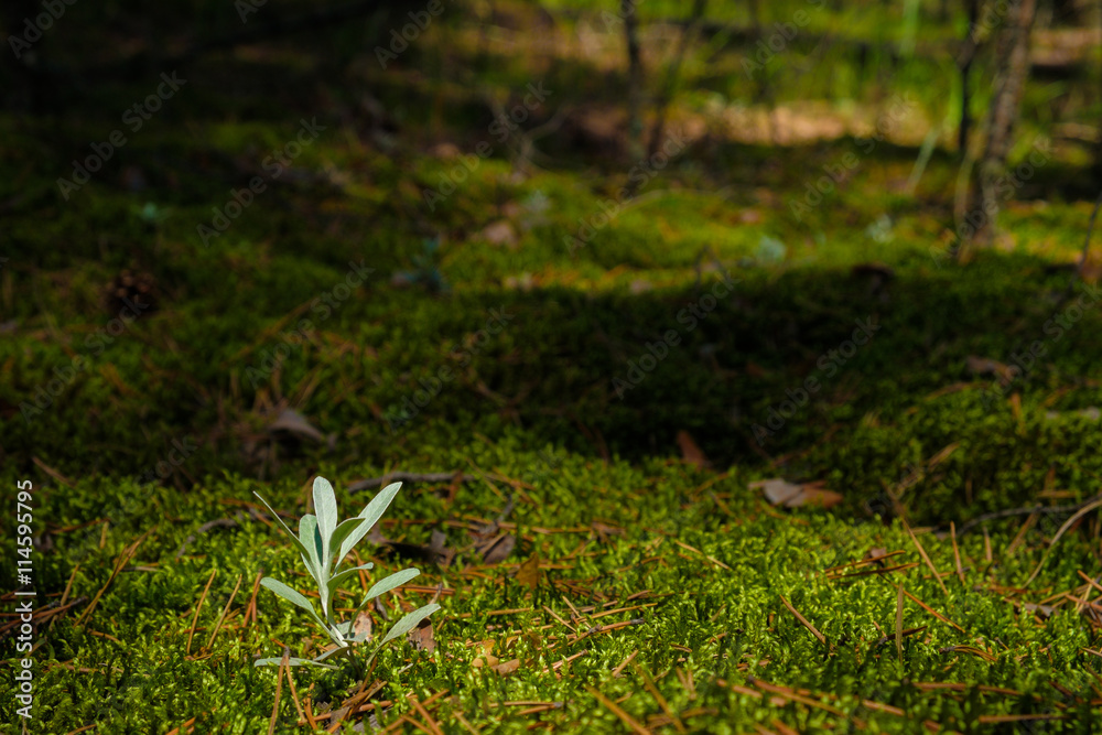 The stalk of the young grass on the moss on the shaded forest background The stalk of the young grass on the moss on the shaded forest background