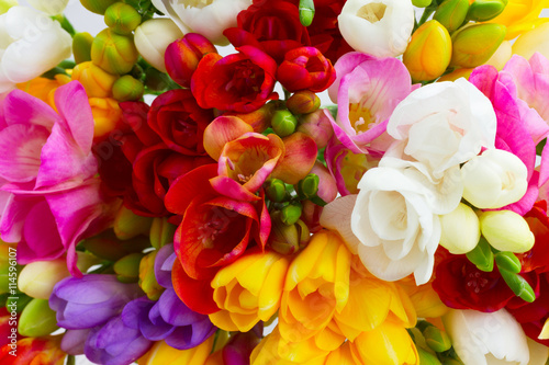 Fresh freesia flowers