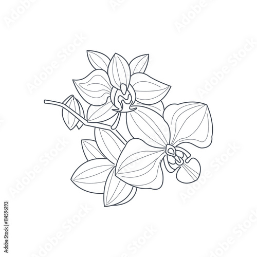 Orchid Flower Monochrome Drawing For Coloring Book