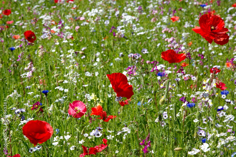 Fototapeta premium Wiese mit Wildblumen.ImageArchivist Demo