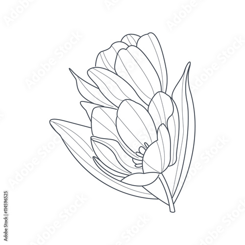 Tulip Flower Monochrome Drawing For Coloring Book