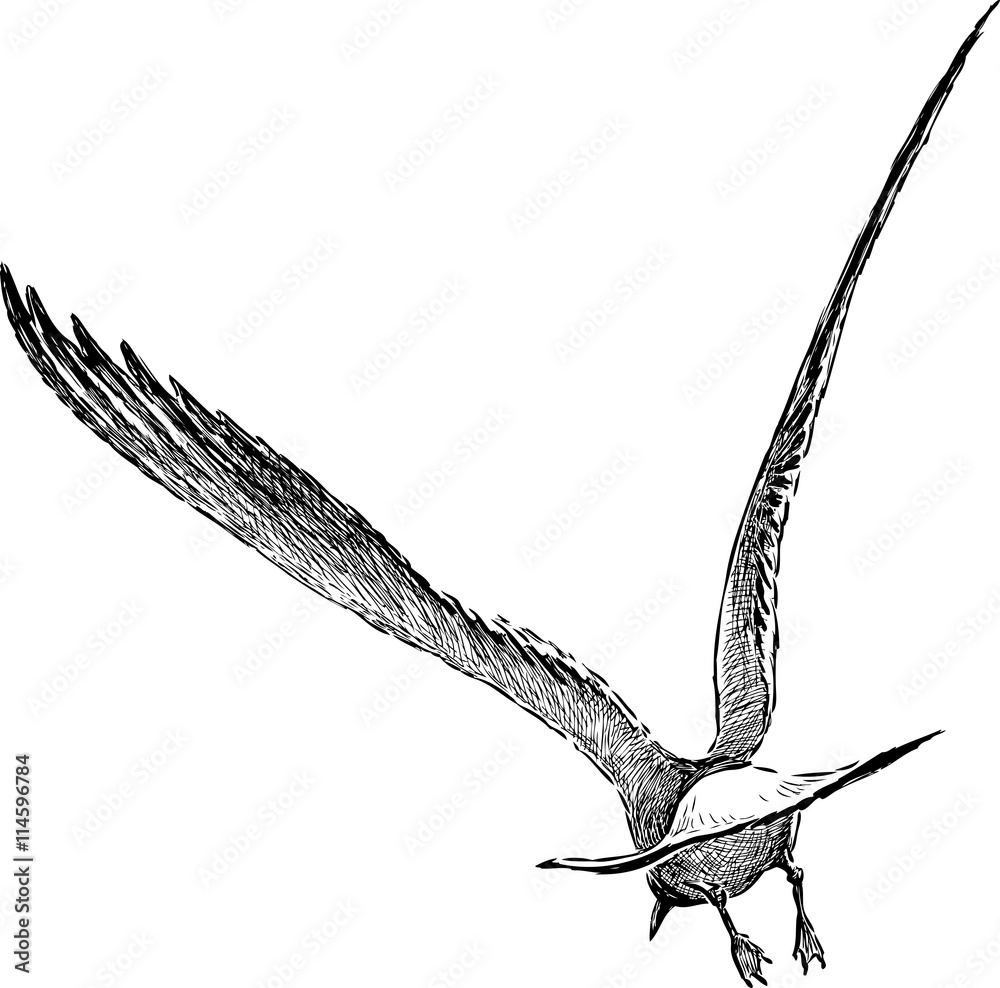 Naklejka premium seagull flies away