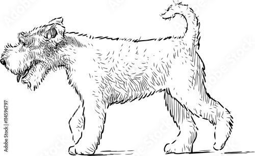 terrier on a walk