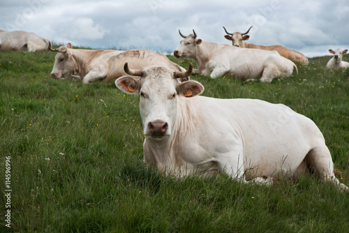 Cows on the veldt 3 © chubako
