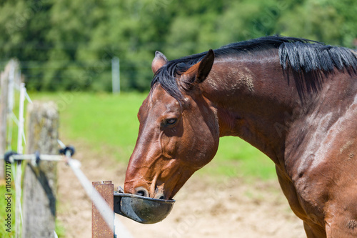 Pferd auf der Weide an der Tränke photo