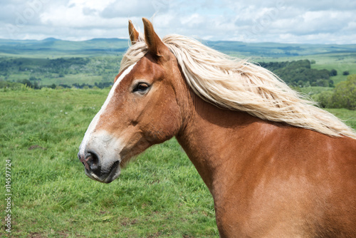 Beautiful horse on meadow 1