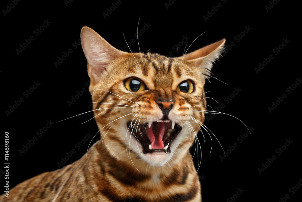 Hissing Cat Face Image & Photo (Free Trial)
