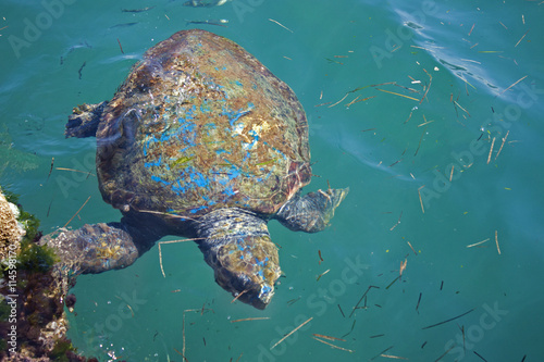 Loggerhead sea turtle in Cephalonia (Kefalonia), Greece