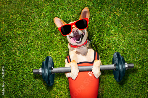 personal trainer sport fitness dog photo