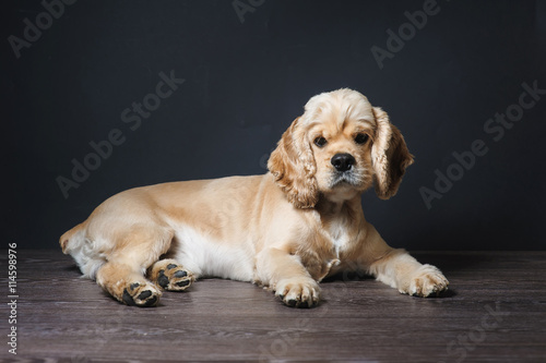 American cocker spaniel lying on dark background. Young purebred Cocker Spaniel. Dog Staring at Camera.