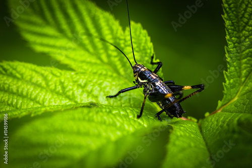 Image of Black Grasshoppers - macro Grasshopper