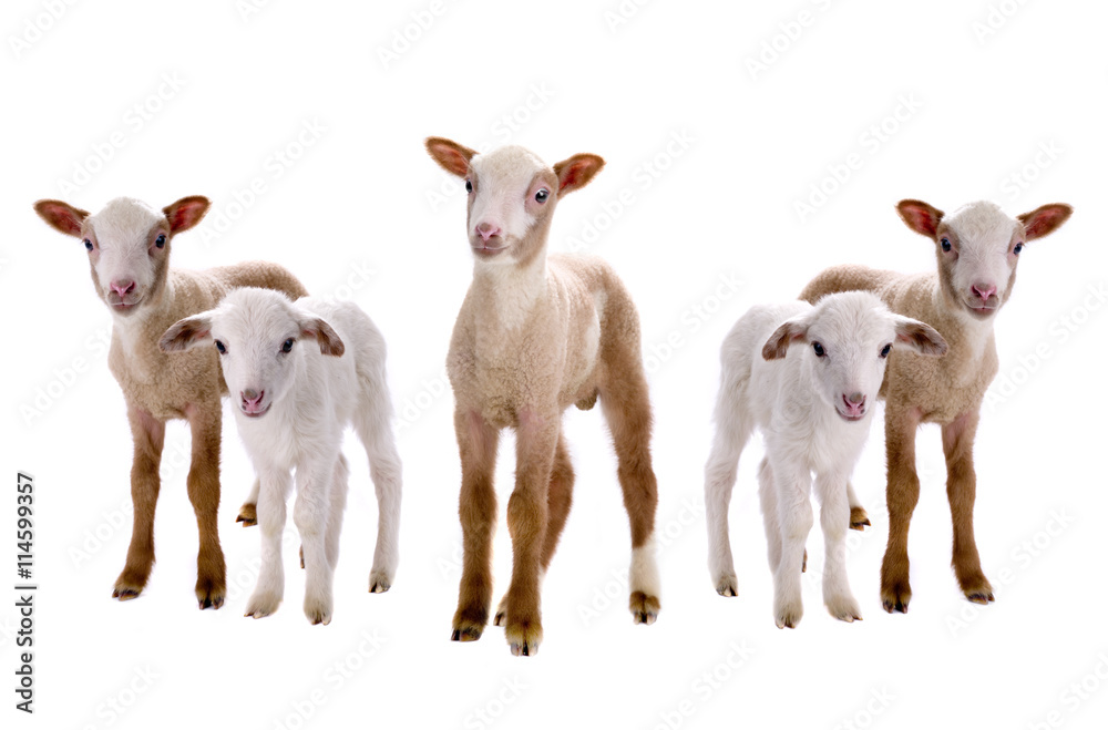 Naklejka premium little sheeps