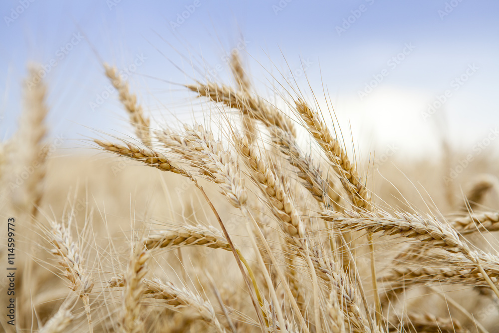 Wheat Cereal Farming Agriculture Wheat Cereal Farming Agriculture