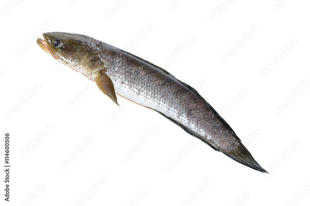 Obraz premium snakehead fish isolated on white