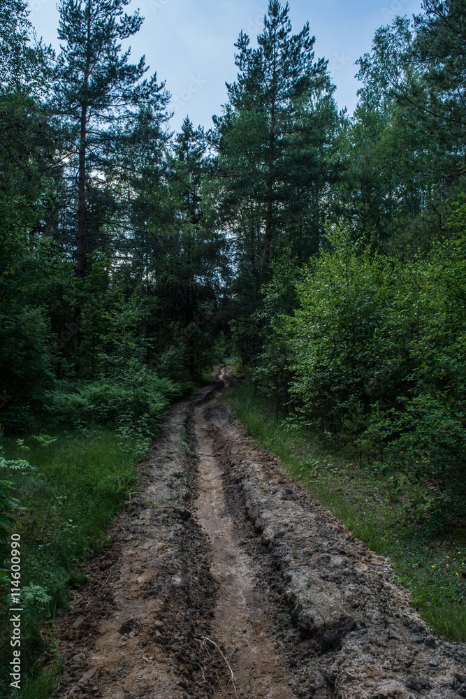 Obraz premium Траншея в лесу для тушения пожара