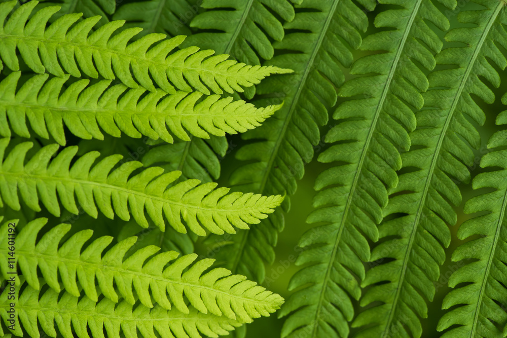 Fern leaf in the forest - green nature background Fern leaf in the forest - green nature background