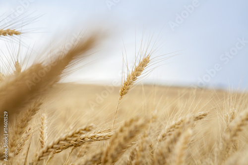 Fototapeta Naklejka Na Ścianę i Meble -  Wheat Cereal Farming Agriculture