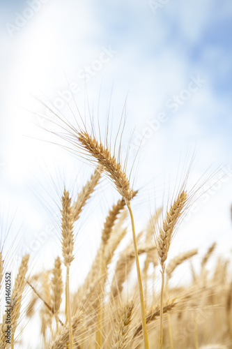 Wheat Cereal Farming Agriculture