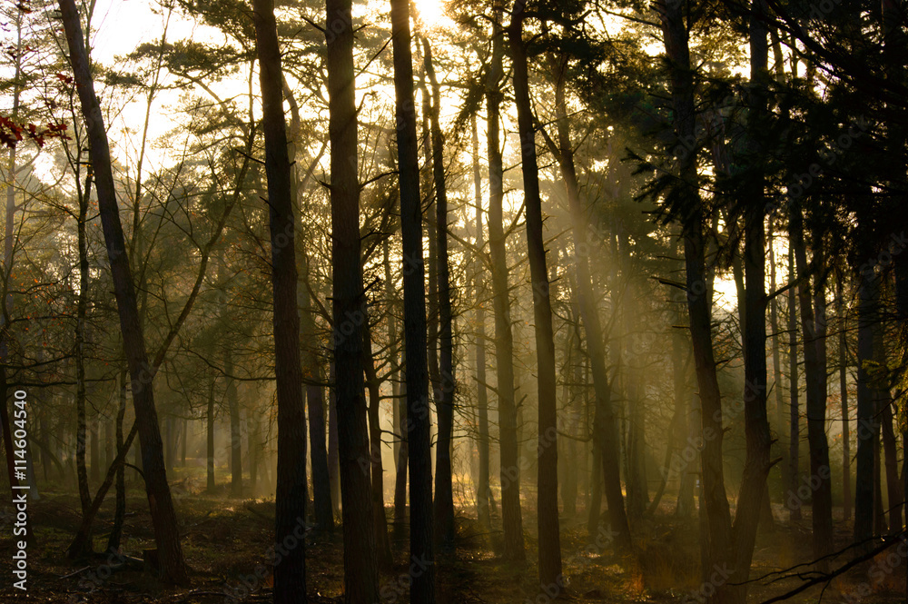 Obraz premium Sunbeams penetrating a forest in morning light