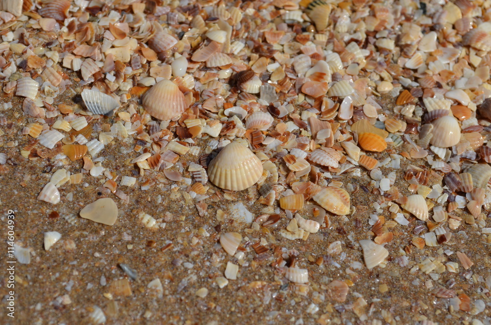 Sea shells on the shore close-up photo Sea shells on the shore close-up photo