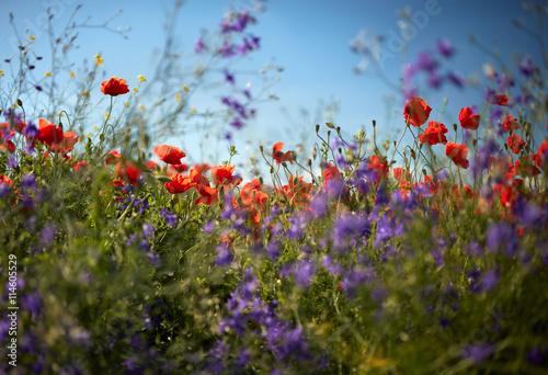 Abstract photo of poppy field flowers. Shallow DOF
