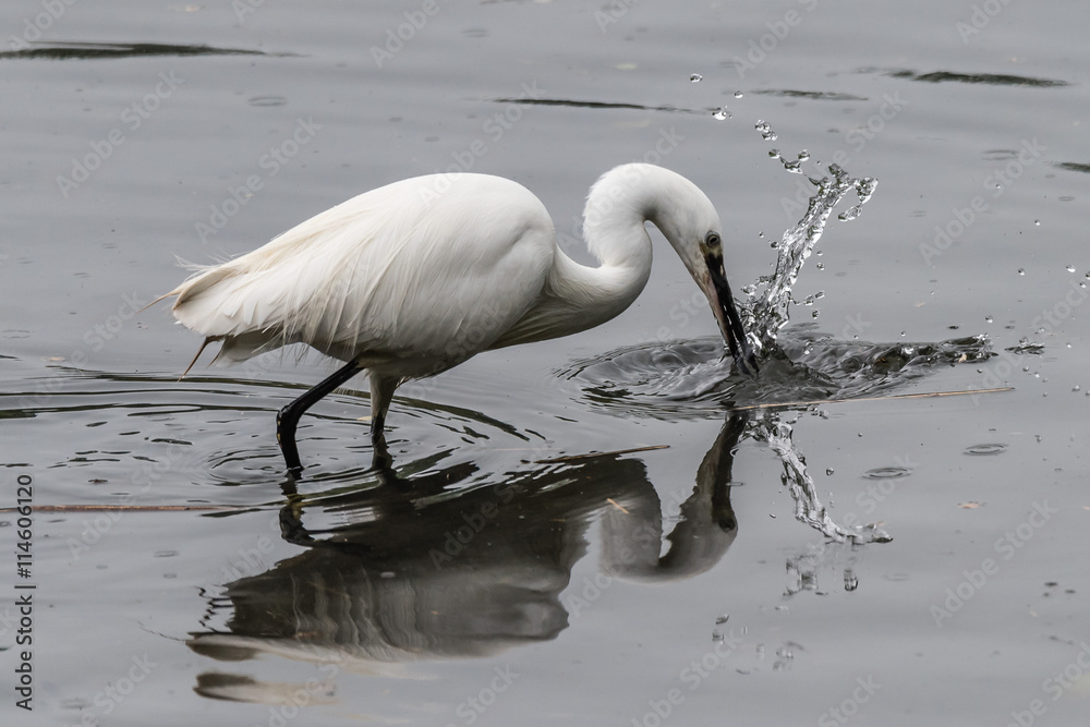 Little Egret