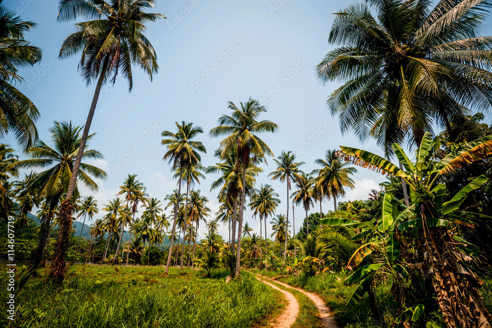 The road in the jungle