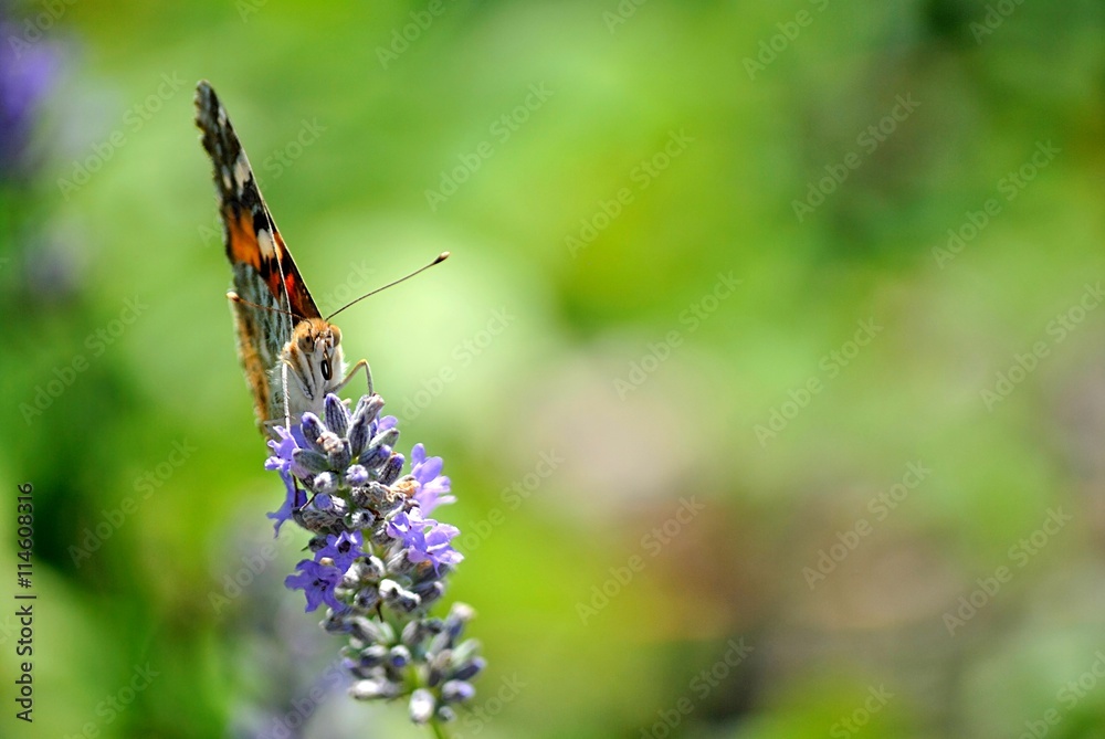 Farfalla su fiori di lavanda Farfalla su fiori di lavanda