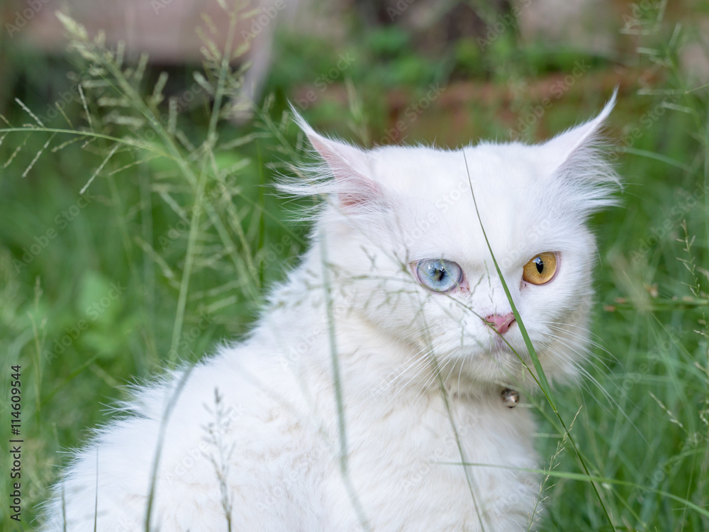 Portrait of Persian white cat with 2 Different-Colored Eyes - Selective focus