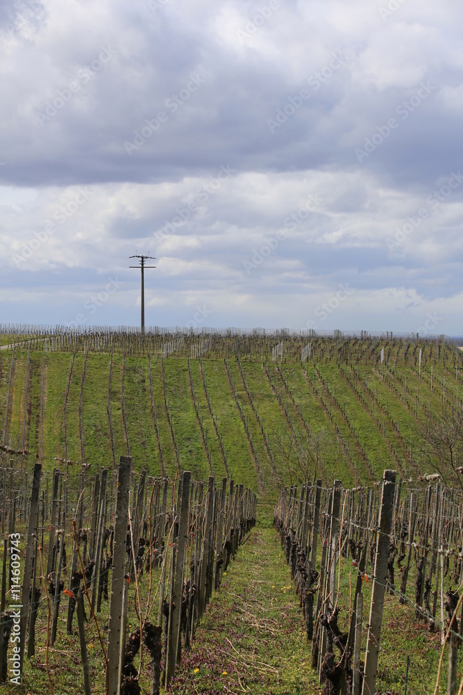 View into a bare vineyard in spring