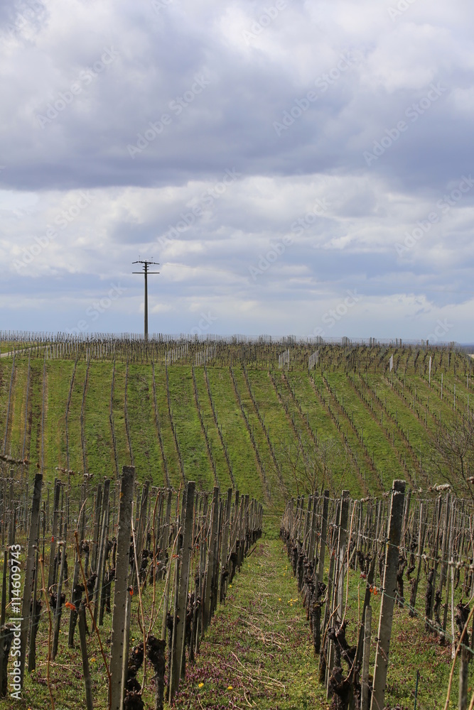 Obraz premium View into a bare vineyard in spring