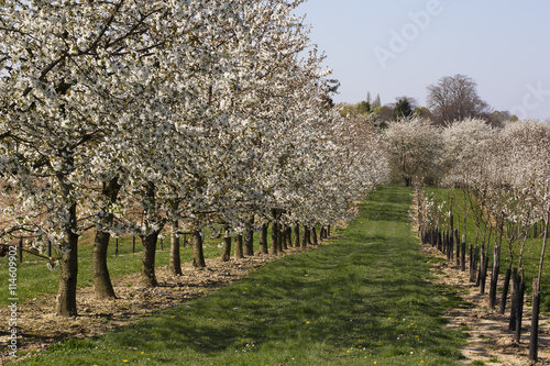 Orchard with blossoming pear trees