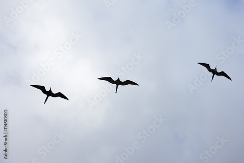 Silhouette of three frigatebirds against a cloudy sky in horizontal frame.