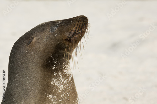 Sea lion enjoying the sun on the beachSea lion enjoying the sun on the beach with selective focus on the head, throwing the rest of the image in a soft or out of focus. photo